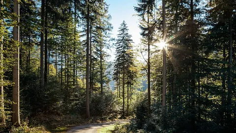 Skog med en sol i bakgrunnen