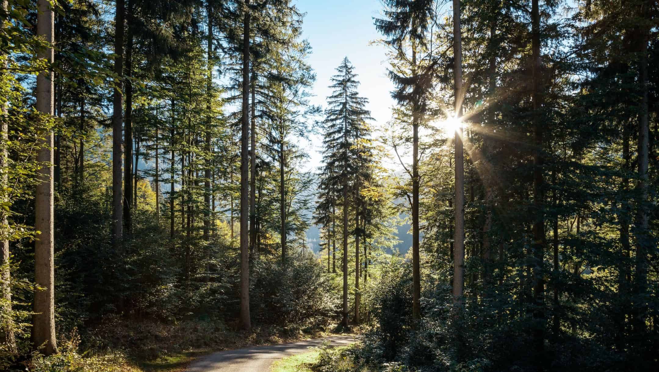 Skog med en sol i bakgrunnen